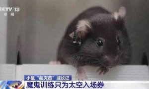 4只小鼠“航天员”要上天了,“魔鬼”训练画面曝光